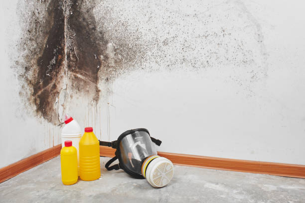 Best Mold Damage Repair  in Kachina Village, AZ