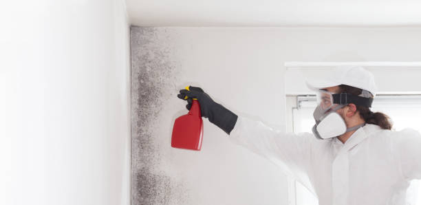 Office Mold Removal Services in Kachina Village, AZ