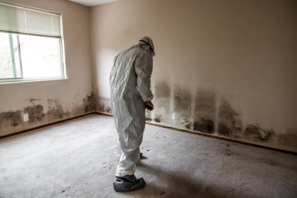 Best Residential Mold Removal  in Kachina Village, AZ