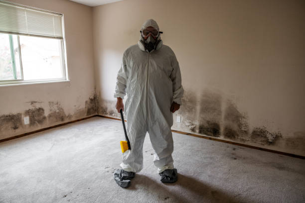 Best Commercial Mold Removal  in Kachina Village, AZ