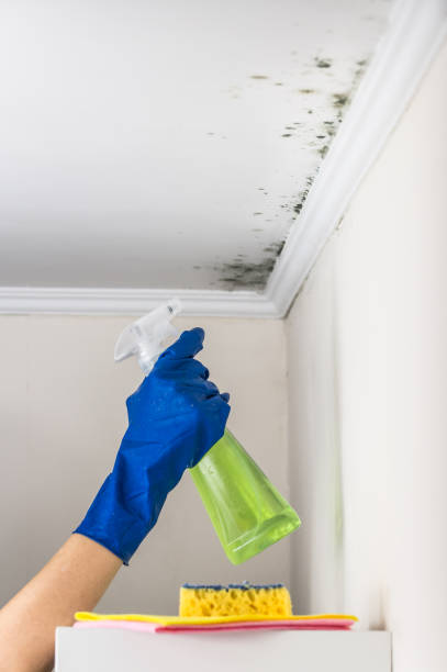 Attic Mold Removal in Kachina Village, AZ